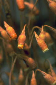 Attēlu rezultāti vaicājumam “Bryum rubens”