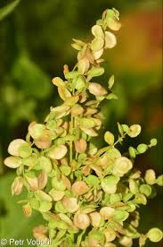 Image result for Atriplex hortensis