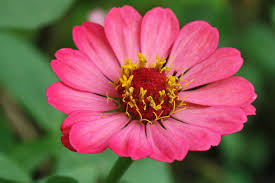 Image result for Zinnia violacea