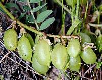 Attēlu rezultāti vaicājumam “Astragalus danicus fruit”