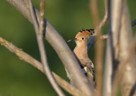 Attēlu rezultāti vaicājumam “Upupa epops adult”