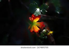 Attēlu rezultāti vaicājumam “Geranium palustre leaf”