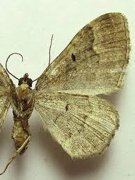 Attēlu rezultāti vaicājumam “Catarhoe rubidata”