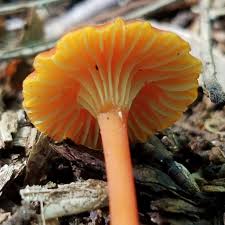 Attēlu rezultāti vaicājumam “Hygrocybe cantharellus”