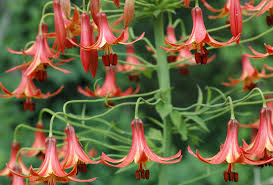 Attēlu rezultāti vaicājumam “Liceaceae”