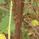 Attēlu rezultāti vaicājumam “Rubus nessensis fruit”