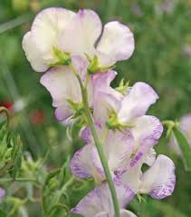 Image result for Lathyrus odoratus
