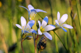 Attēlu rezultāti vaicājumam “Saxifraga granulata flower”