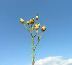 Attēlu rezultāti vaicājumam “Arenaria procera”