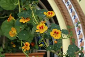 Attēlu rezultāti vaicājumam “Tropaeolum majus bud”