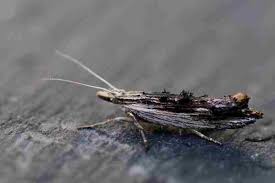 Attēlu rezultāti vaicājumam “Ypsolopha scabrella”