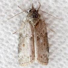 Attēlu rezultāti vaicājumam “Nycteola sp.”