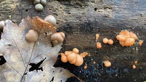 Attēlu rezultāti vaicājumam “Lycogala cf. oleocrystalliferum spores”