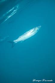 Image result for Liza aurata