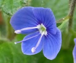 Attēlu rezultāti vaicājumam “Veronica chamaedrys”