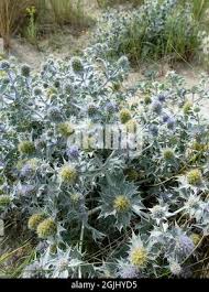 Attēlu rezultāti vaicājumam “Eryngium maritimum bud”