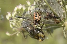 Attēlu rezultāti vaicājumam “Larinioides cornutus”