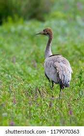 Attēlu rezultāti vaicājumam “Grus grus adult”