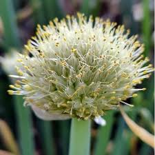 Résultat de recherche d'images pour "Allium fistulosum"