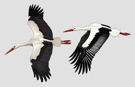 Attēlu rezultāti vaicājumam “Ciconia ciconia”