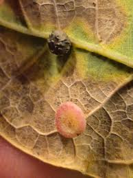 Attēlu rezultāti vaicājumam “Neuroterus albipes”