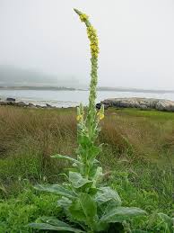 Attēlu rezultāti vaicājumam “Verbascum thapsus flower”