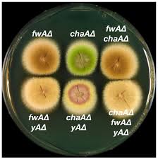 Attēlu rezultāti vaicājumam “Dianema nivale spores”