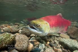 Image result for Oncorhynchus
