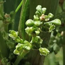 Attēlu rezultāti vaicājumam “Rumex crispus”