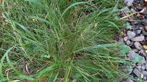 Attēlu rezultāti vaicājumam “Carex remota fruit”