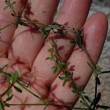Attēlu rezultāti vaicājumam “Galium palustre leaf”