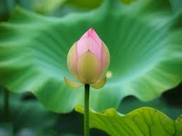 Attēlu rezultāti vaicājumam “Lotus sp. bud”