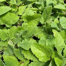 Attēlu rezultāti vaicājumam “Salvia verticillata”