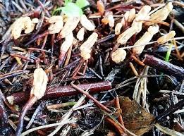 Attēlu rezultāti vaicājumam “Heyderia abietis”