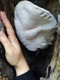 Attēlu rezultāti vaicājumam “Postia tephroleucus”