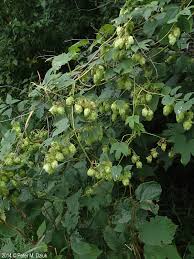 Attēlu rezultāti vaicājumam “Humulus lupulus bud”
