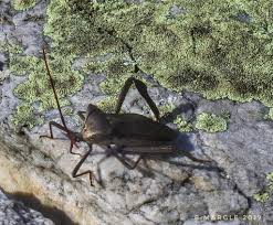 Attēlu rezultāti vaicājumam “Neocudoniella albiceps”