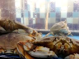 Image result for Metacarcinus magister