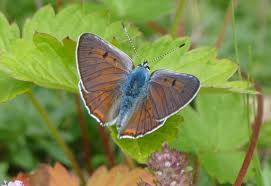 Attēlu rezultāti vaicājumam “Lycaena alciphron”