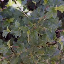 Attēlu rezultāti vaicājumam “Ribes alpinum leaf”