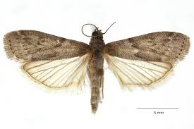 Attēlu rezultāti vaicājumam “Apomyelois bistriatella”