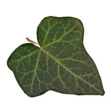 Attēlu rezultāti vaicājumam “Hedera helix  leaf”