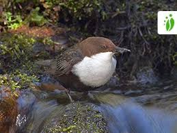 Attēlu rezultāti vaicājumam “Cinclus cinclus”