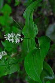 Attēlu rezultāti vaicājumam “Maianthemum bifolium leaf”