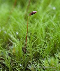 Attēlu rezultāti vaicājumam “Distichium capillaceum sporophyte”