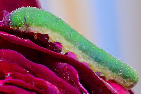 Attēlu rezultāti vaicājumam “Allantus cinctus”