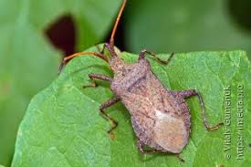 Attēlu rezultāti vaicājumam “Coreus marginatus imago”