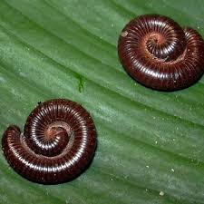 Attēlu rezultāti vaicājumam “Ommatoiulus vilnensis”