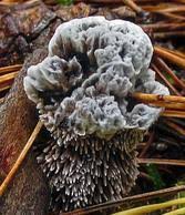 Attēlu rezultāti vaicājumam “Junghuhnia pseudozilingiana”