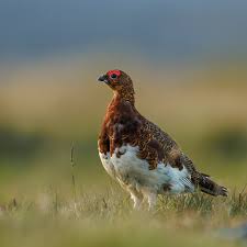 Image result for Lagopus lagopus